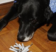 Las huellas se convertirán a su vez en árboles. Colprensa