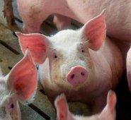 Este es el tercer brote que se detecta en el mes en el país. Internet