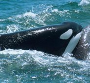 Ataque de orcas a ballenas jorobadas. www.vistaalmar.es