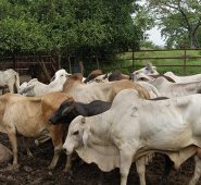 Archivo / La Opinión