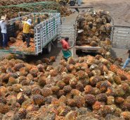 El sector agroindustrial es el mayor potencial del departamento, pero necesita mejorar drásticamente los temas de transporte, logística e infraestructura para conectarse con el interior y llegar al exterior. Colprensa