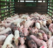 Iniciativa coordinada por la Secretaría de Desarrollo Económico. Cortesía