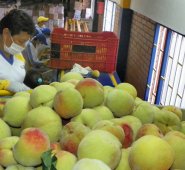 A través de insumos y asistencia técnica. Archivo