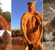 'Roger', conocido como el canguro culturista, murió a los 12 años por causas naturales y fue enterrado en el santuario Alice Springs. Tomada de Twitter