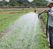 Personal de salud pública de Ocaña está alertando a los campesinos sobre el riesgo de agroquímicos que contienen fósforo. Archivo / La Opinión
