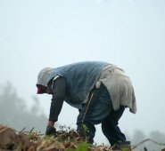 Campesino cultivador. Colprensa