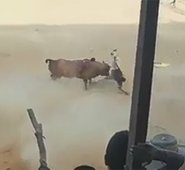 Entre los heridos en estas tradicionales actividades del pueblo hay varios menores de edad, con laceraciones en varias partes del cuerpo. Captura de video