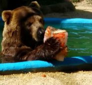 Jardín Zoológico de Río de Janeiro