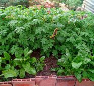 251 personas del barrio Cerro Norte. Cortesía