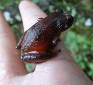 Así lo reveló un estudio de la Universidad Nacional. Colprensa