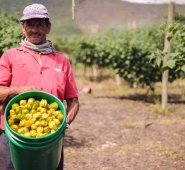 Procolombia trabaja en Ocaña con productores de frutas frescas, como la uchuva, que requiere un acompañamiento para exportar de manera directa. Archivo