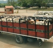 Los ganaderos de la región tan solo abastecen el 24 % de la demanda del mercado local. Archivo