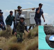 Los animales fueron desintoxicados por la ingesta de carroña envenenada y se liberaron nuevamente en el municipio Cerrito (Santander). Cortesía Alberto Peña