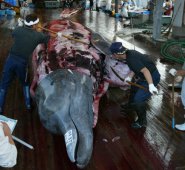 Las ballenas son desmembradas delante de residentes, estudiantes y turistas invitados con el fin de preservar y enseñar la historia de esta práctica regional existente desde hace 400 años. AFP