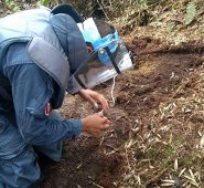 Algunas están sembradas muy cerca de las escuelas. Cortesía
