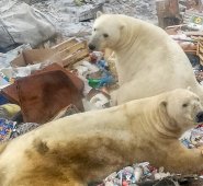 Las autoridades locales decretaron el estado de emergencia durante una semana y pidieron ayuda a Moscú.
AFP