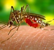 Pixabay / Referencial