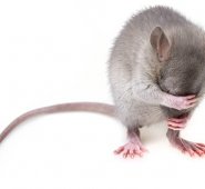 Un equipo de científicos de la Universidad Médica de Nanjing. Pixabay / Referencial