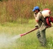 El glifosato también es usado para la erradicación de cultivos ilicitos. Colprensa