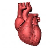 Hay que tener en cuenta que estas señales inusuales deben ser valoradas por un médico especialista. Pixabay / Referencial