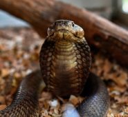 1. La serpiente se defiende: "La regla casi universal es que si una serpiente ve llegar a una persona huye", recuerda Julien Potet, encargado de enfermedades tropicales desatendidas en la oenegé Médicos Sin Fronteras (MSF). AFP