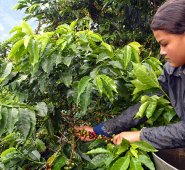 De acuerdo con cruce de información entre la ANT y la Federación Nacional de Cafeteros. Archivo / La Opinión