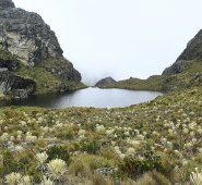 Sentencia T-361 de 2017. Colprensa