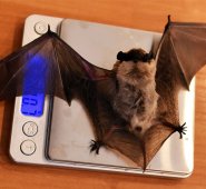 El riguroso invierno llega a su fin en Bielorrusia, para bien de centenares de murciélagos de un centro de protección de Minsk, que volverán a disfrutar del aire libre tras pasar varios meses en un refrigerador. AFP