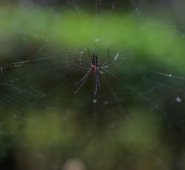 La llegada de turistas para observar, por ejemplo, a la araña de jardín, podría fomentar una iniciativa liderada desde la misma ciudadanía que conlleve a la limpieza y cuidado del Pamplonita a su paso por la zona urbana de Cúcuta. Mario Franco / La Opinión