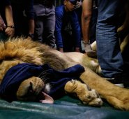 Los animales fueron sedados y transportados en jaulas. AFP