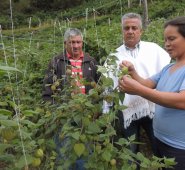 Asofrutas, una asociación de productores de Cácota, aumentó sus plantaciones este año y en agosto obtendrán sus primeras cosechas. Archivo