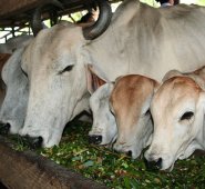 El sector ganadero es uno de los más afectados durante las sequías. Archivo / La Opinión