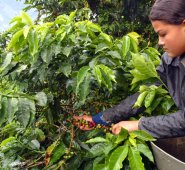 Los caficultores tendrán que cumplir con ciertas normativas para ser partícipes del plan. Archivo