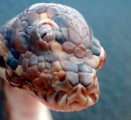 La serpiente, de la especie de las pitones de alfombra, medía 40 centímetros y tenía unos tres meses de vida cuando fue hallada. Murió al cabo de un mes de cautiverio. AFP