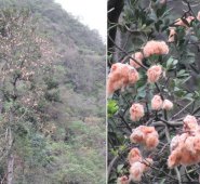 Roberto Ospino / La Opinión