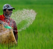 Según las cifras de la Asociación Colombiana de Semillas y Biotecnología (Acosemillas), la siembra de semillas ilegales (no certificadas) de arroz pasó a ser del 85 % de la cosecha a nivel nacional, en 2018. Archivo