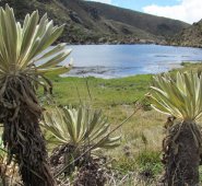 Lozano Picón, a su vez, aclaró que otro ejercicio diferente es la solicitud de la empresa Minesa para una licencia ambiental para la explotación de oro, responsabilidad que recae sobre Autoridad Nacional de Licencias Ambientales, Anla.  Colprensa