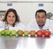 Los investigadores de la Unipamplona, Yanine Yubisay Trujillo y Daniel Salvador Durán, gestores de la patente, enseñan el proceso de maduración del tomate. Cortesía
