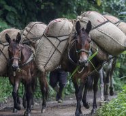 Mientras en Brasil las cosechas se movilizan en vehículos de 12 ruedas, en veredas cafeteras de Colombia aún se utilizan animales para transportar el café. Archivo
