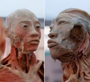 Son ocho salas dedicadas a la exploración de los sistemas del organismo como el óseo. 
 Colprensa