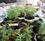 En Colombia hay 272 licencias de cultivo activas para cannabis con fines medicinales. Archivo y Cortesía