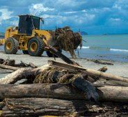 Ante el cúmulo de basura, fue necesario llevar maquinaría a la playa para poder recogerla.  EFE