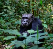 Así lo explicó este martes el primatólogo japonés, Tetsuro Matsuzawa, durante la presentación de los resultados de su último estudio sobre primates en la jornada 'Evolución de la mente humana vista desde el estudio de la mente de un chimpancé'. Pixabay