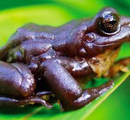 La nueva especie, bautizada como "gigante andino", se encontró en una zona de predominio de hierbas gramíneas en las cumbre de Cajanuma, en el interior del Parque Nacional Podocarpus. EFE