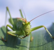 Estudiosos esperan determinar las causas del fenómeno y encontrar soluciones. Pixabay / Referencial