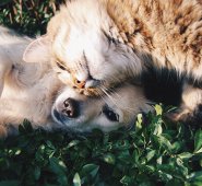 Los primeros auxilios para mascotas nunca deben sustituir al veterinario. Pixabay / Referencial