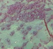 Tomada de Twitter @Ecopetrol_SA