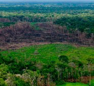 La deforestación se ha concentrado en el noroeste de la Amazonía Colombiana, en Parques Nacionales como Macarena, Tinigua, Picachos y Chiribiquete. Efraín Herrera - Presidencia de Colombia