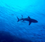 El Ministerio de Turismo de Bahamas expresó sus "más sinceras condolencias a la familia y los seres queridos de la víctima", en un comunicado difundido por WLPG. Pixabay