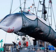 Caza de ballenas en Japón. AFP